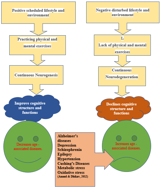 Lifestyle Regulation of Sub-granular Zone Neurogenesis and Its Relation with Cognition